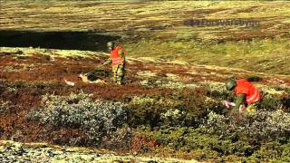 Forsvarsbygg gjennomfører norgeshistoriens største naturrestaureringsprosjekt [upl. by Jessamyn]