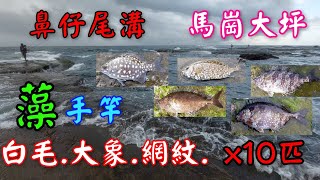 藻餌手竿磯釣 傍晚菜魚壓境咬不停 竿拉不斷 頻起魚 東北角馬崗 萊萊 鶯歌石 短菜簡易鈎法 [upl. by Gora]