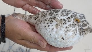 Puffer Fish Inflating and Deflating [upl. by Lavotsirc330]