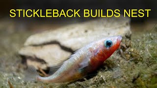 Stickleback Building Nest [upl. by Cerell]