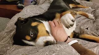 Entlebucher Sennenhund will gestreichelt werden [upl. by Izak]