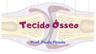 Histologia  Tecido Ósseo [upl. by Jolanta831]