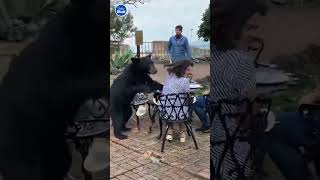 Shocking moment bear smacks woman in the face on restaurant patio [upl. by Maryann]