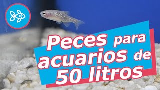 PECES para ACUARIOS de ≤ 50 litros  AGUA DULCE [upl. by Ameehs836]