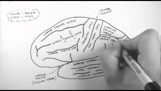 Brain Anatomy 1  Gross Cortical Anatomy Lateral Surface [upl. by Gypsie623]