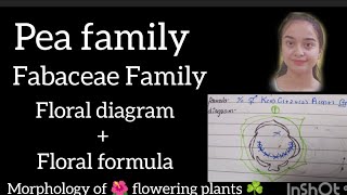 Fabaceae Family Pea 🫛 family full topic explained [upl. by Mcgruter]