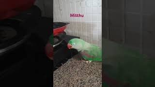 Talking Parrots Natures Most Hilarious Comedians parrotlovershortstalkingParrot mithu [upl. by Gleda]