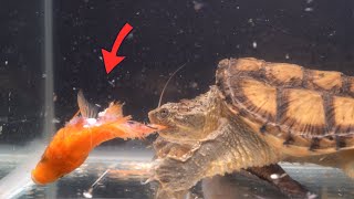 snapping turtle claws shred goldfish snapping turtle eat live goldfish and snakefish 【LIVE FEEDING】 [upl. by Elynad]