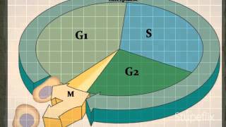 Cell Cycle Presentation [upl. by Ardnauqal130]