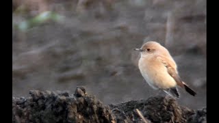 Desert wheatear in Finland [upl. by Colinson578]