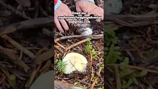 Matsutake pine Mushroom Guide Service shorts mushroomhunting outdoors nature [upl. by Nicolas]