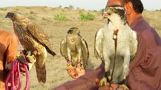 Fantastic rehearsal of master hunters  Art of goshawking 2024  Raptors Today [upl. by Ad]