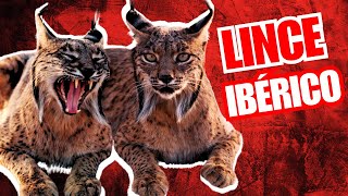 💥Las Características del LINCE IBÉRICO 2024 Territorialidad y Genética Única [upl. by Naelcm525]