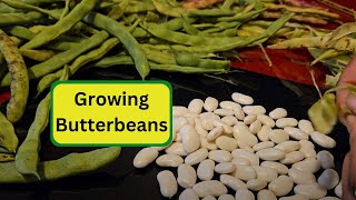 Growing Butterbeans [upl. by Lunette]