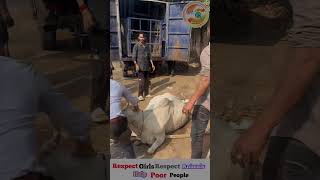 हम हार गये।🥺इस गाय की रक्षा तो भगवान ही कर सकते हैं apsgurjar help viral gwalior [upl. by Maximilianus]