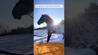 Thundering Hooves Horse Galloping Compilation with Sound Effects horsegallop [upl. by Inavoj]