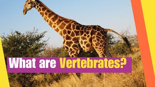 What are Vertebrates  Learn the Characteristics of vertebrate animals  Lesson Boosters Science [upl. by Ahsiret862]