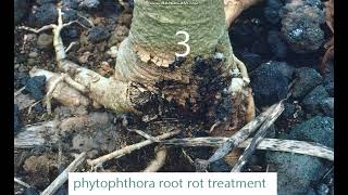 phytophthora root rot treatment [upl. by Esiuole]