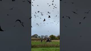 Watching the red kites IN WALES  🏴󠁧󠁢󠁷󠁬󠁳󠁿 birds fyp shorts [upl. by Goraud]