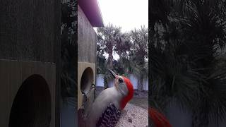 Woodpeckers Select Birdfy Nest Box [upl. by Boonie]