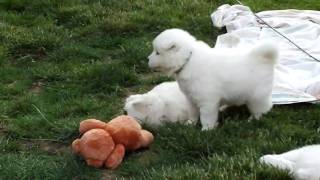 Samoyed puppies playing [upl. by Killen]