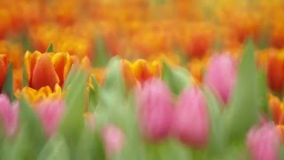 Tulips  Tokina Reflex 300MM F63 MF Macro [upl. by Ytisahc]