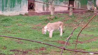 lion eating grass [upl. by Moberg969]