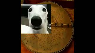 Dog gaming listens to toreador march on a music box [upl. by Clemen63]