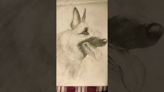 Dog sketching with pencil dog sketching viralshort [upl. by Ledif]