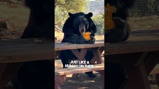 A bear was eating at a picnic table 😂 [upl. by Maura]