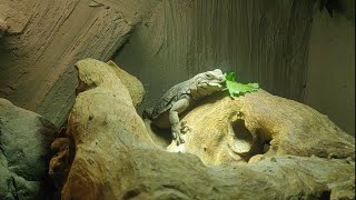 How to setup a vivarium for the Common Chuckwalla Sauromalus Ater [upl. by Vivie]