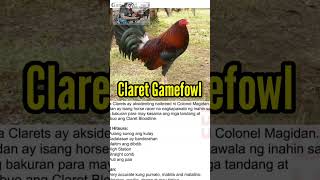 The Clarets Gamefowls [upl. by Lyndsay]