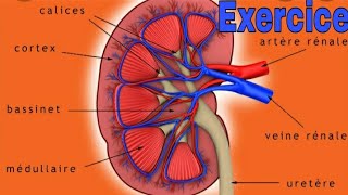 Excrétion urinaire exercice [upl. by Worden]