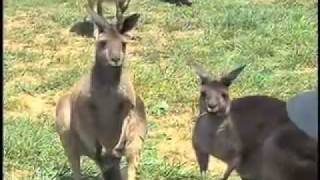 Kangaroos In Georgia Mountains  Kangaroo Farm [upl. by Kasey147]