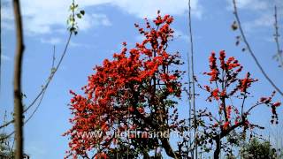 Dhak or tesu tree in brilliant flower [upl. by Nytsuj]