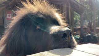 Ruby the Newfoundland Dog [upl. by Anilev]