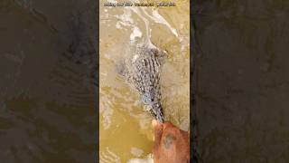 Underwater Adventures The Great Pufferfish Save saveing fishing puffer fish [upl. by Gaspar17]