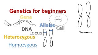 Genetics for beginners  Genes Alleles Loci on Chromosomes [upl. by Crespi587]