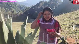 Fui al campo a recoger rica aguamiel de maguey para el pulque 😃 [upl. by Nazus]