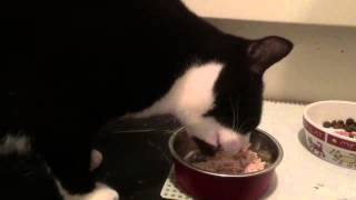 Canagan cat food trial [upl. by Haliak]