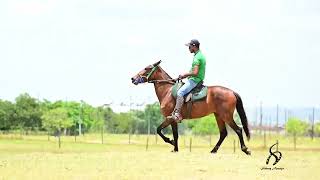 LOTE 17 PECADORA DO CAVALEIRO [upl. by Nari827]