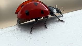 Las mariquitas vaquitas de San Antonio o catarinas Coccinellidae [upl. by Allez800]