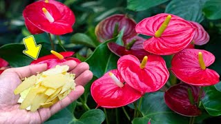 1 Thin Slice Per Plant New Roots Grow A Lot And Anthurium Blooms Out Of Control [upl. by Ycaj]