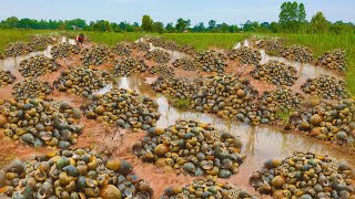 Amazing too many field snails in waterflooding at rice field picking a lot today [upl. by Adabelle]