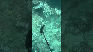 Ez Kolefishing fish kauai outdoors ocean hawaiioutdoors gopro diving spearfishing [upl. by Miett]