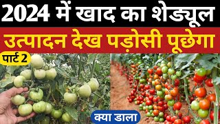 टमाटर में खाद का खतरनाक शेड्यूल पड़ोसी के होस उड़ गए  पार्ट 2  tomato fertigation schedule [upl. by Yolande]