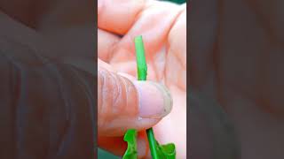 Simple Grafting Tips graft grafting garden gardening 3500grafts farming short [upl. by Drarej]