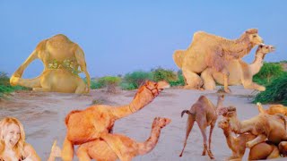 Deadly Snack Camels Eat Bones of Deceased Animals  Camel Diet Secrets  Bones and More [upl. by Edgerton]