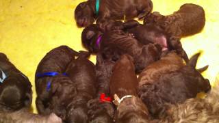 Nestje 2013  Week 0 video 2  Freonskip Australian Labradoodles [upl. by Ahsenre410]