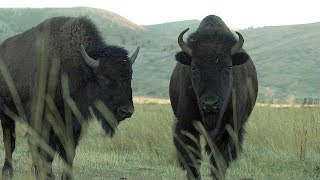 Bison  Farm To Fork Wyoming [upl. by Ynettirb]